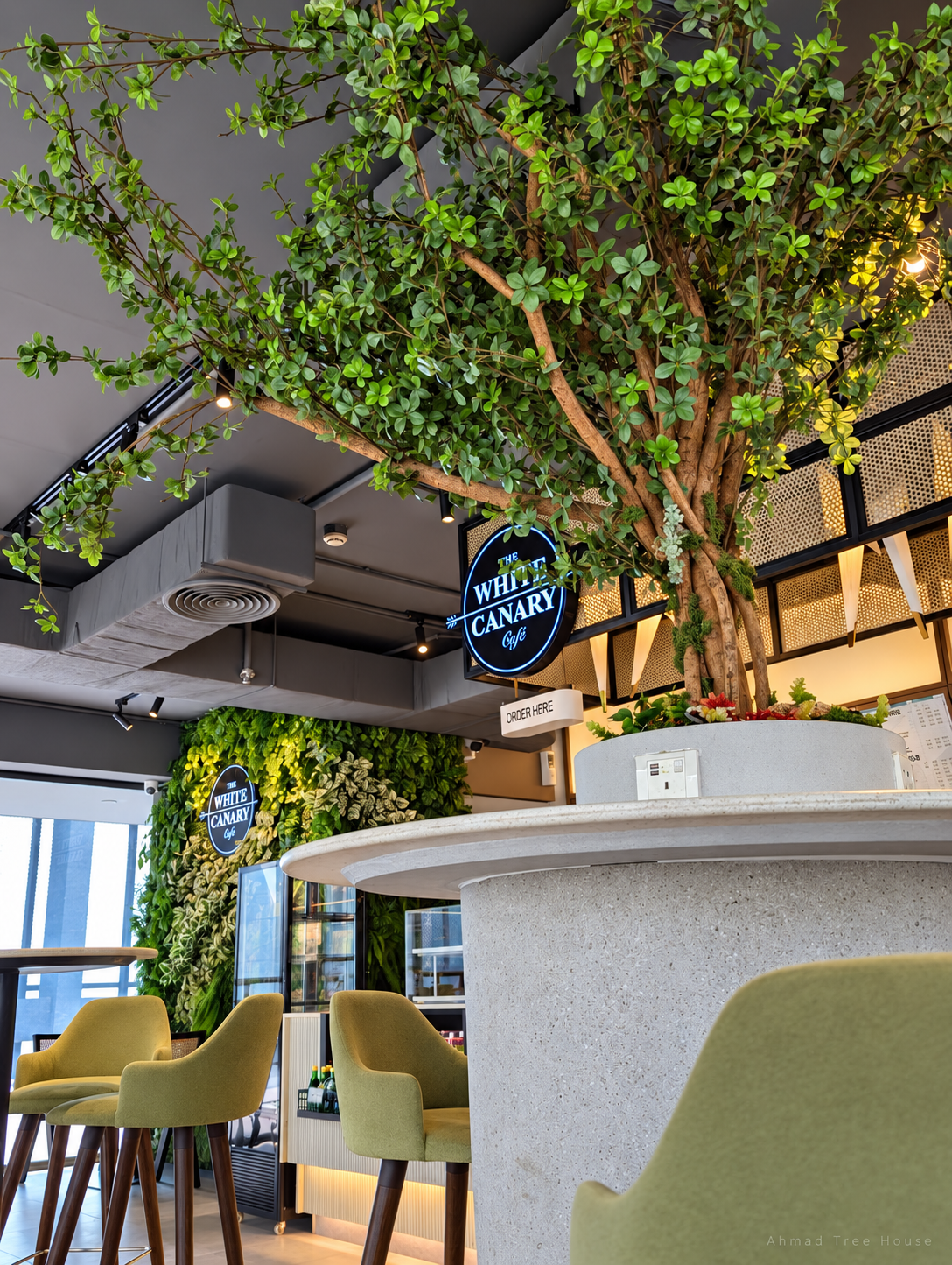 The White Canary Café counter tree with a wide branching canopy — Ahmad Tree House project