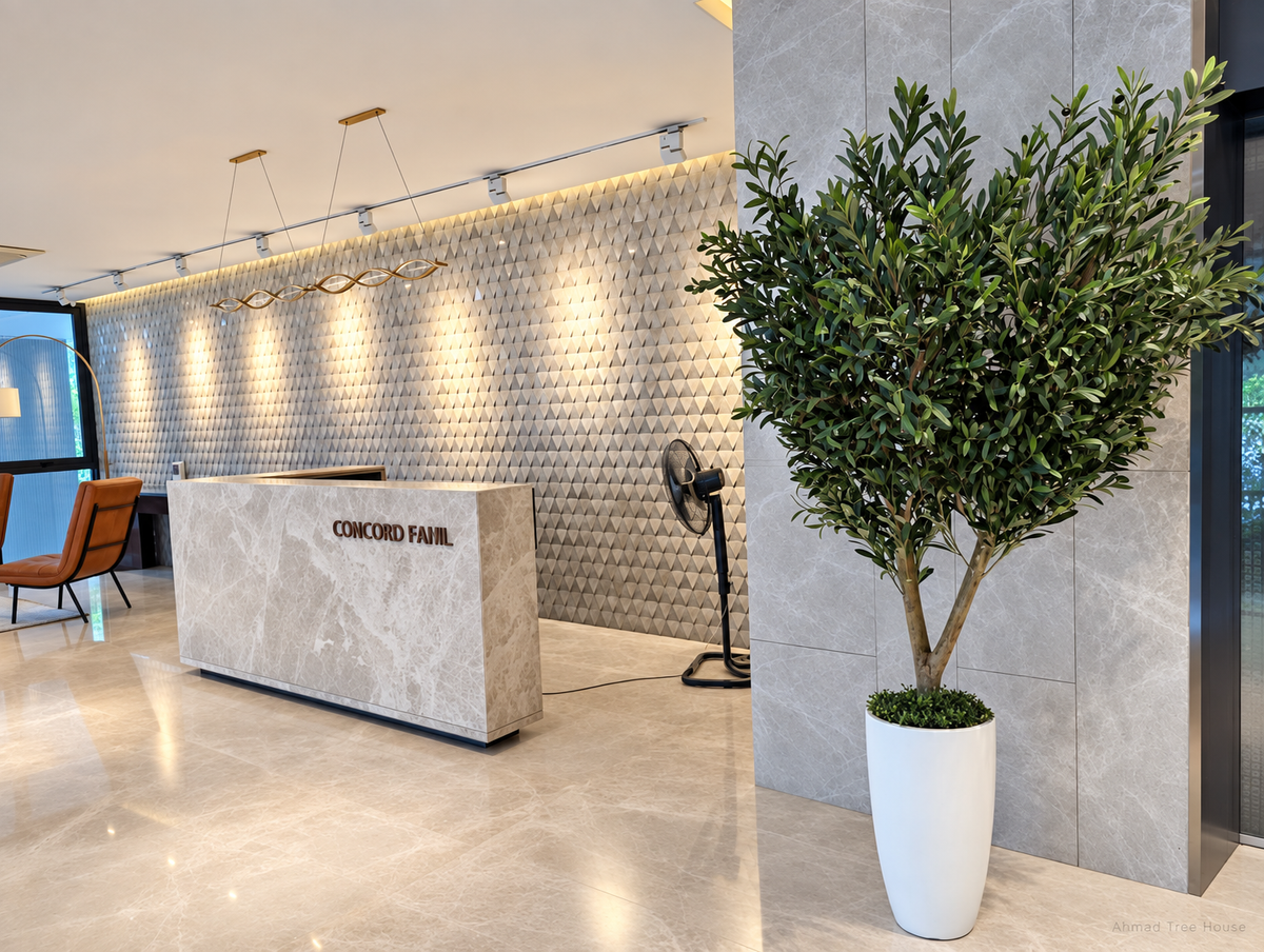 Olive tree in a white planter at a Concord lobby — Ahmad Tree House project