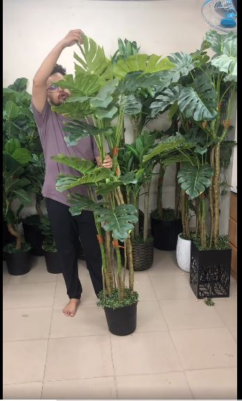 Tropical Monstera Deliciosa with Premium Laser-Cut Pedestal