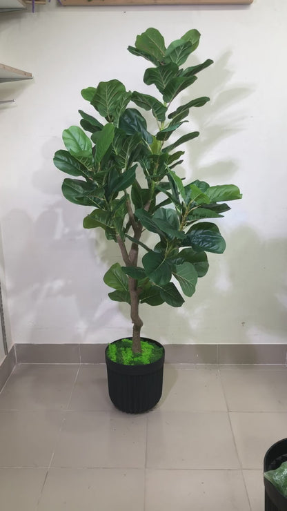 Premium Fiddle Leaf Plant – 5.5ft with Black Fiber Planter