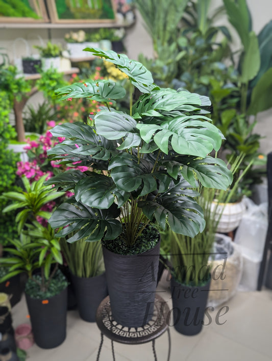 Monstera With Black Planter