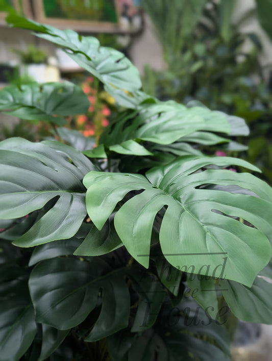 Monstera With Black Planter