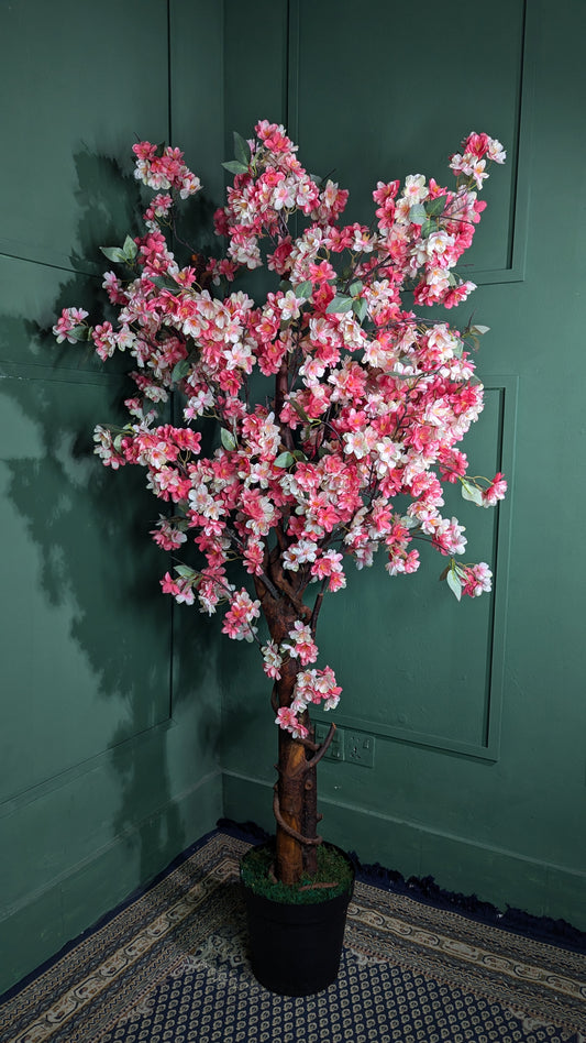 Ath Cherry Blossoms