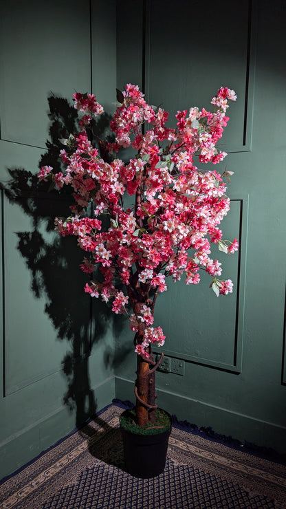 Ath Cherry Blossoms