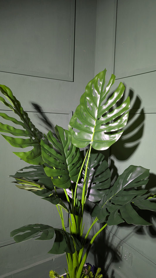 Ath Monstera