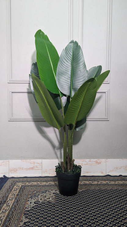 ATH-birds-of-paradise