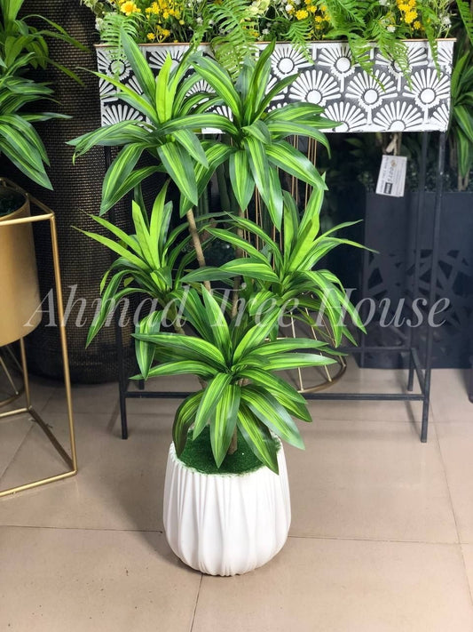 Spider Plant With White Pot