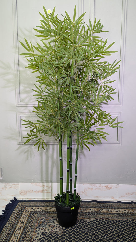 Ath bamboo tree