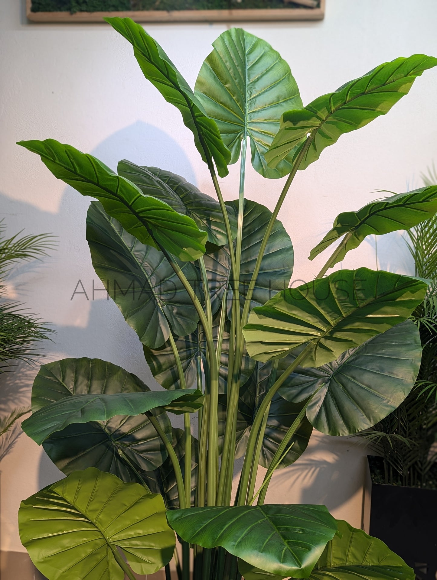 Alocasia Plant