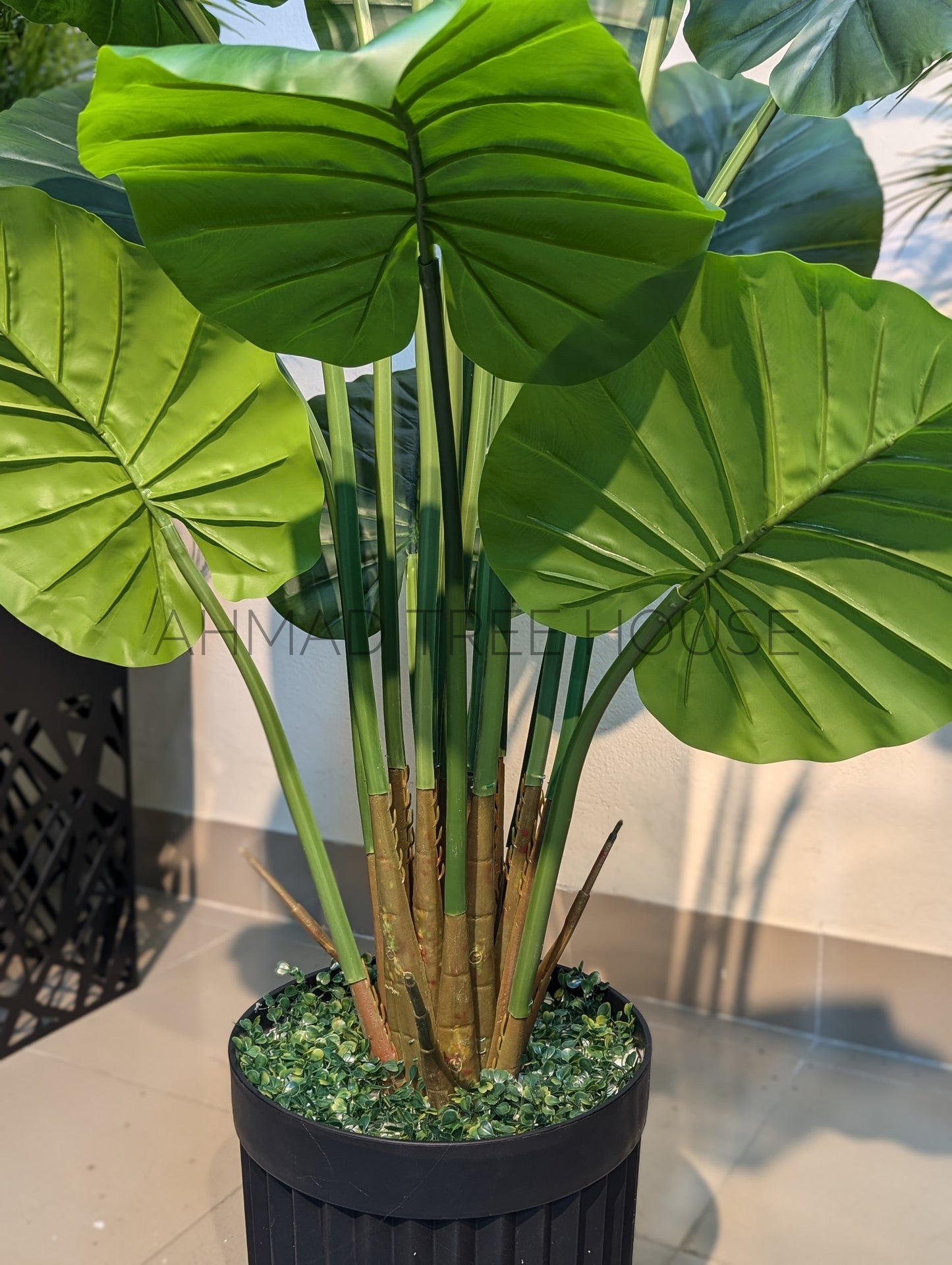 Alocasia Plant